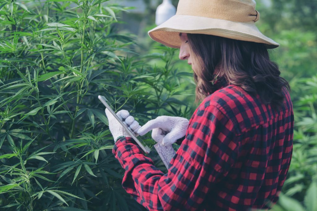 cannabis farmer in a flannel shirt and hat checking her phone