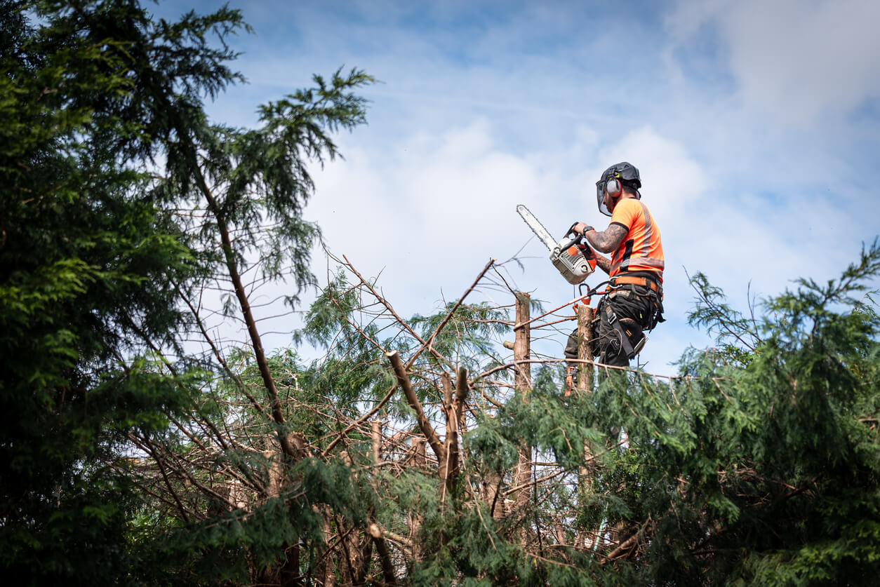 arborist-insurance