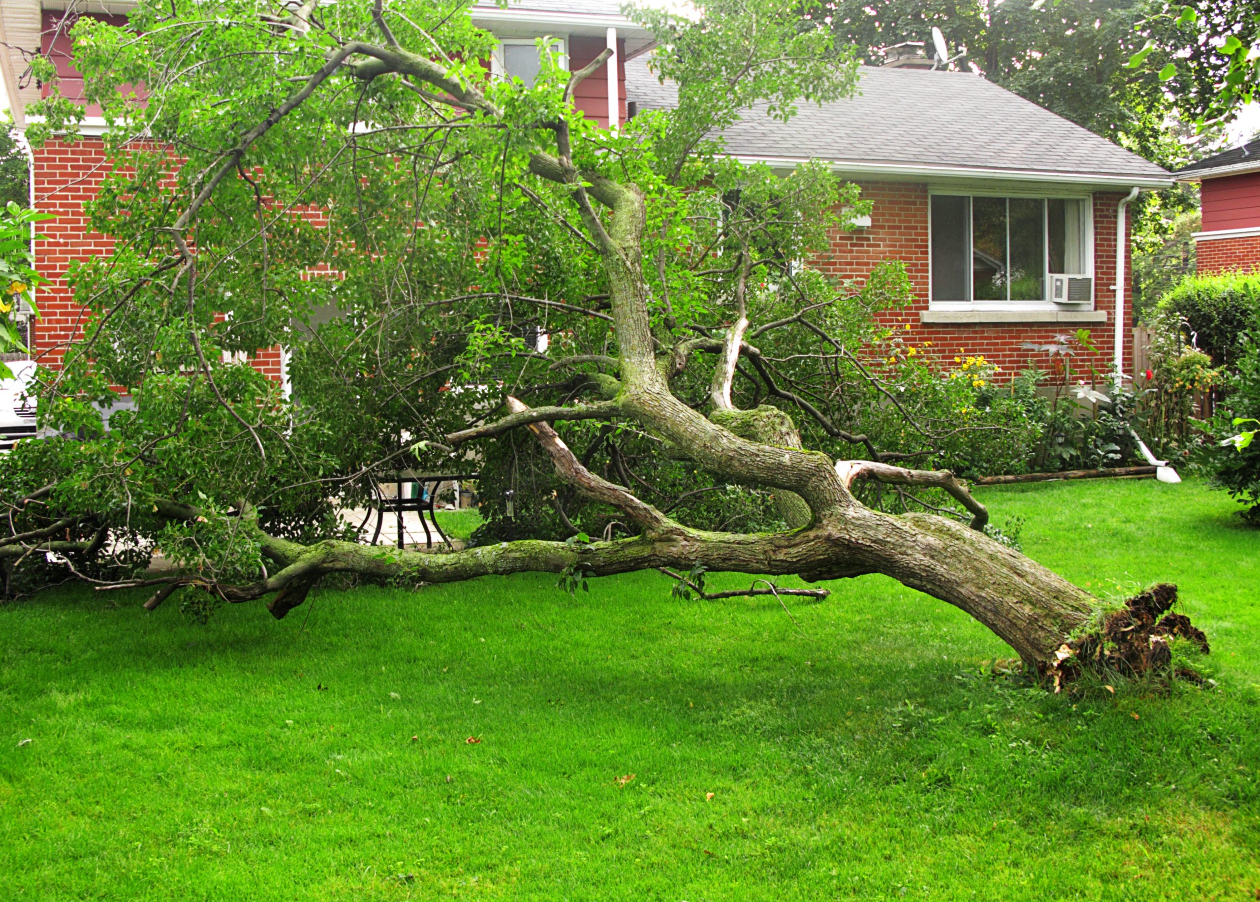 does home insurance cover trees that fall on your house
