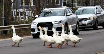 geese crossing street in front of massachusetts driver