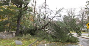 Crushed power line caused by fallen tree during Hurricane