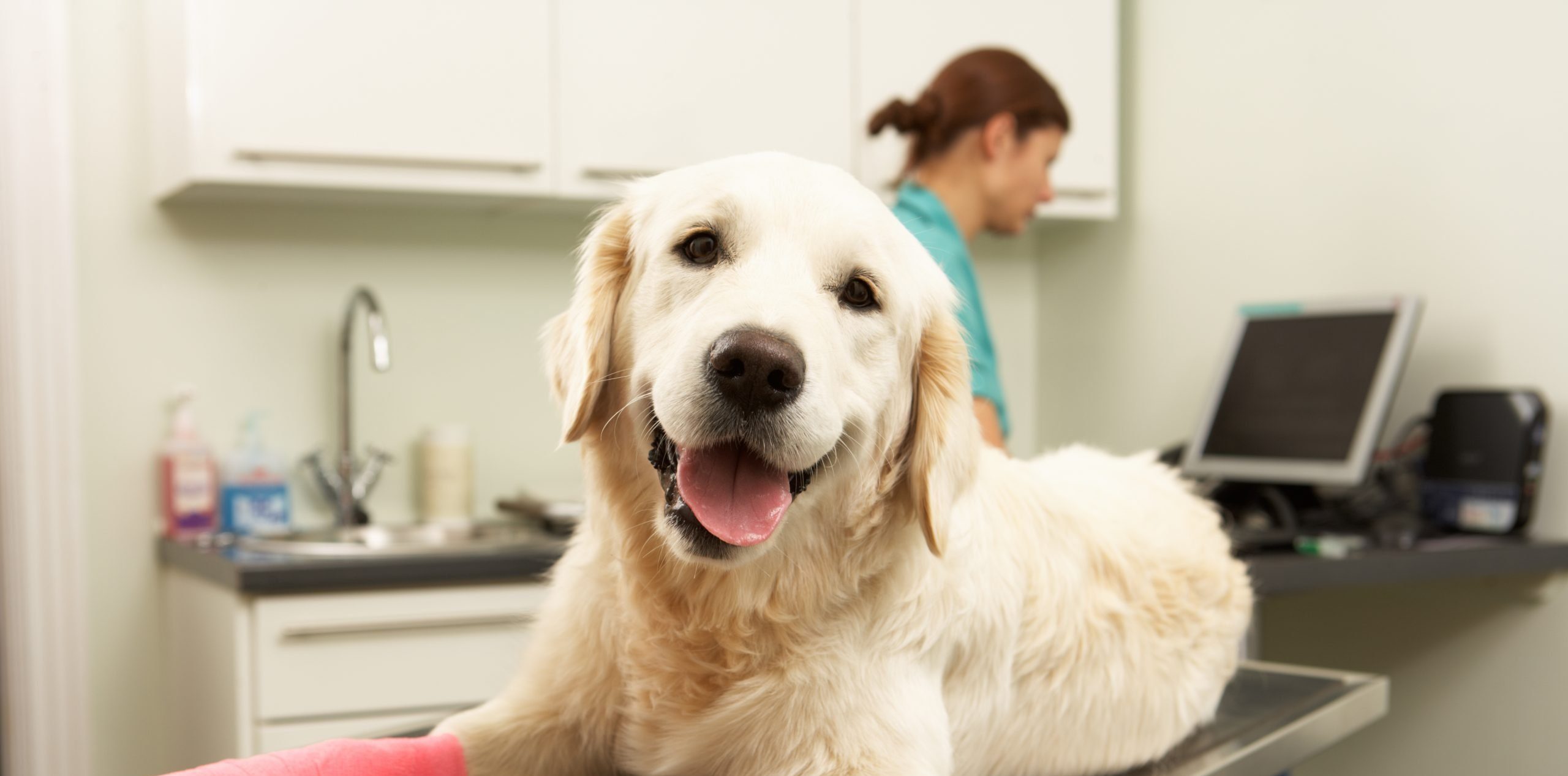 Pet Insurance in Massachusetts C&S Insurance