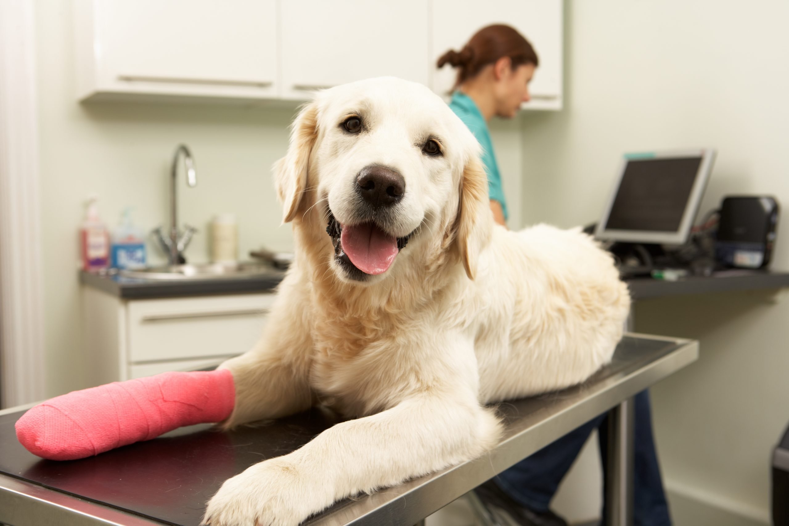 Pet Insurance in Massachusetts C&S Insurance