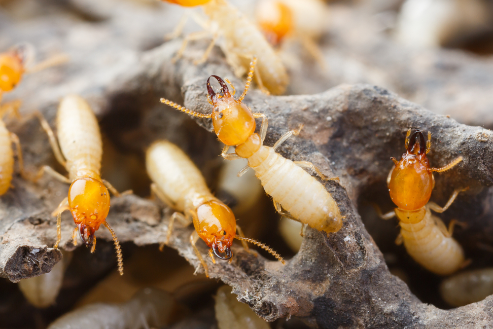 termites in Massachusetts